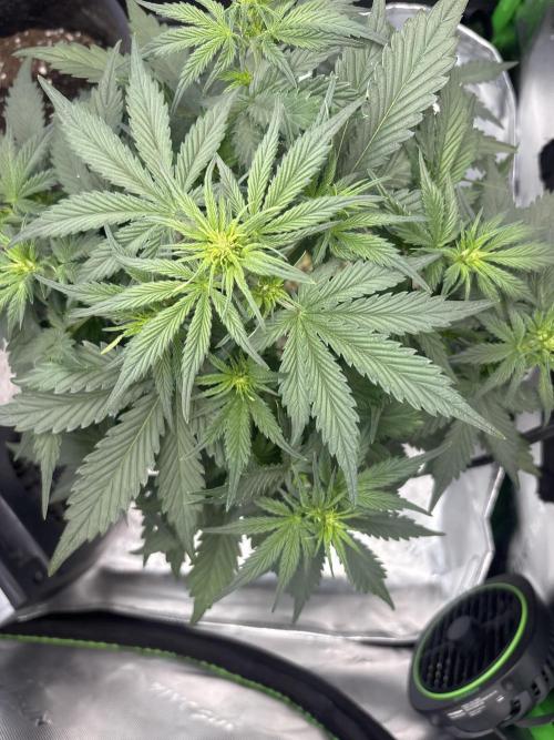 Blackberry Auto. Week 5
