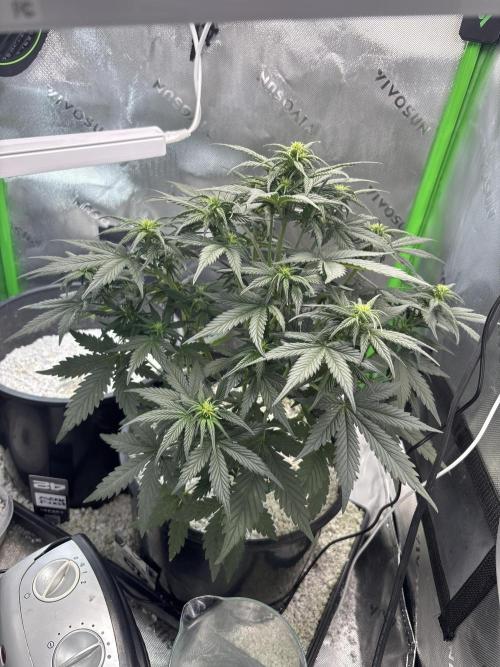 BlackBerry auto by FastBuds.. Week 6