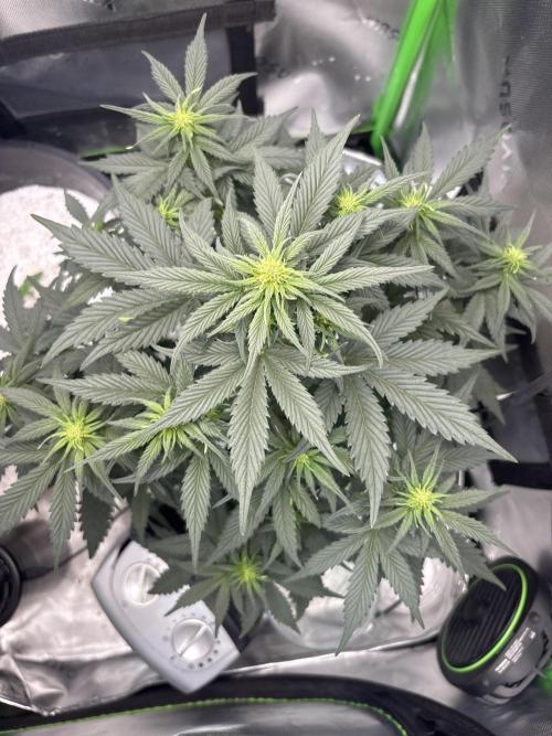 Blackberry Auto. Week 6