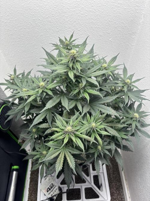 BlackBerry auto by FastBuds.. Week 7