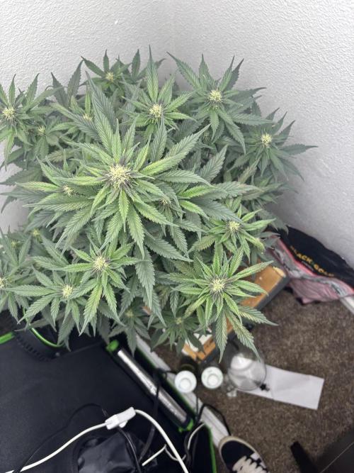 BlackBerry auto by FastBuds.. Week 7