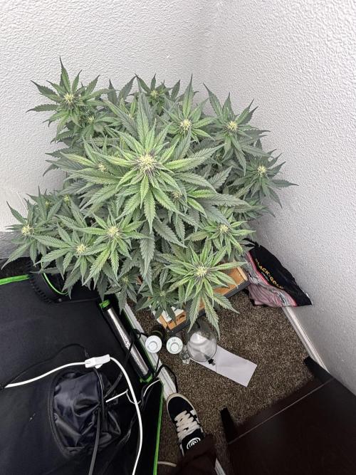 BlackBerry auto by FastBuds.. Week 7