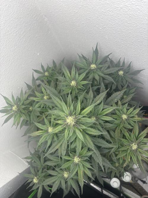 BlackBerry auto by FastBuds.. Week 7