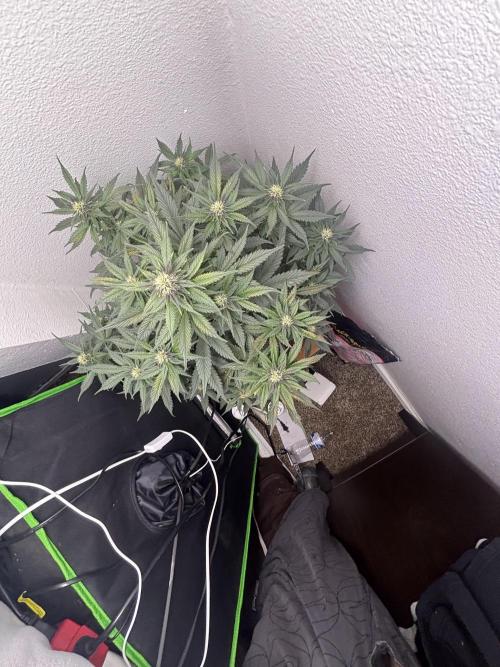 BlackBerry auto by FastBuds.. Week 7