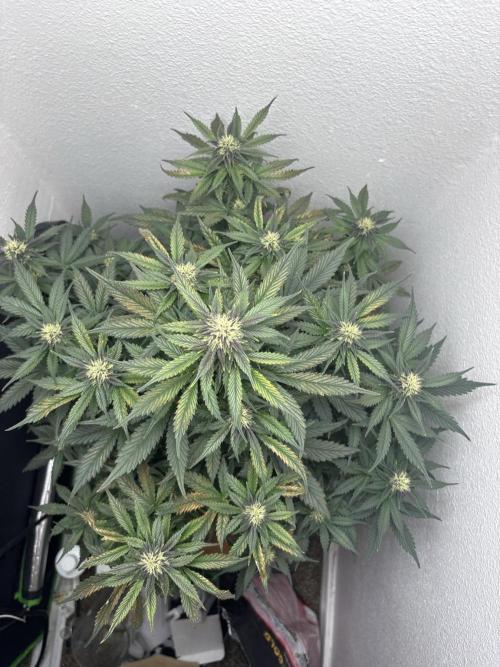 BlackBerry auto by FastBuds.. Week 7
