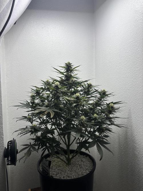 BlackBerry auto by FastBuds.. Week 8