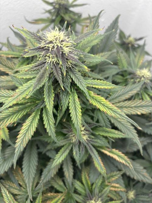 BlackBerry auto by FastBuds.. Week 8