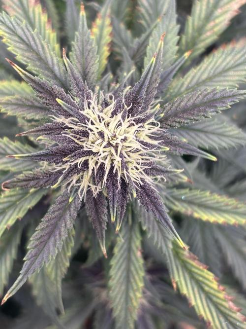 BlackBerry auto by FastBuds.. Week 8