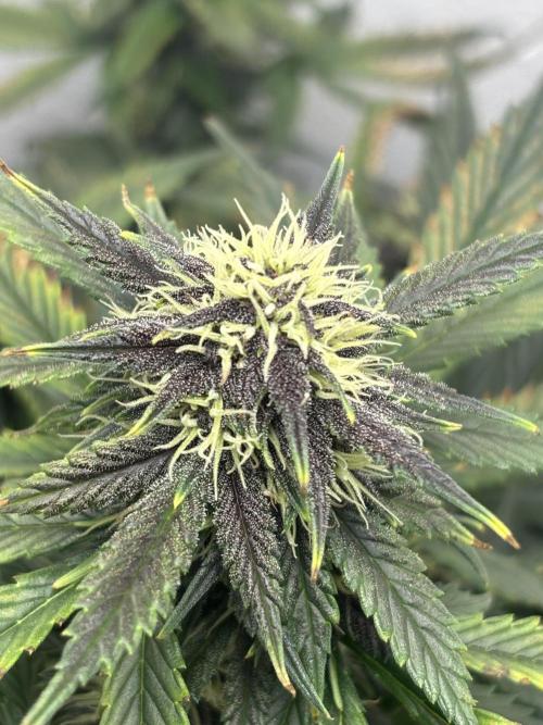 BlackBerry auto by FastBuds.. Week 8