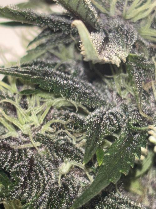 BlackBerry auto by FastBuds.. Week 8