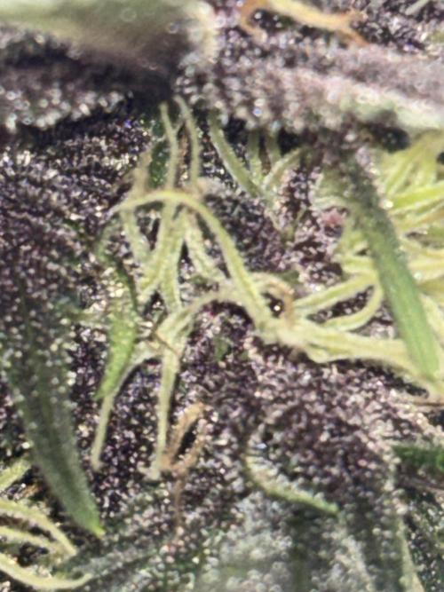 BlackBerry auto by FastBuds.. Week 8