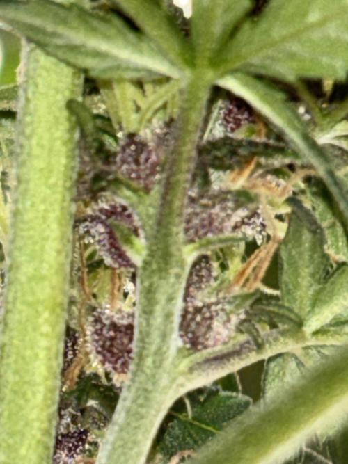 BlackBerry auto by FastBuds.. Week 8