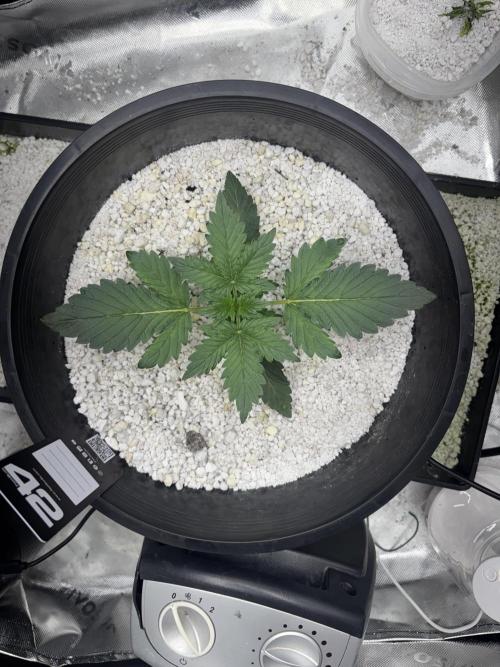 Mendo Frost Auto. Week 1