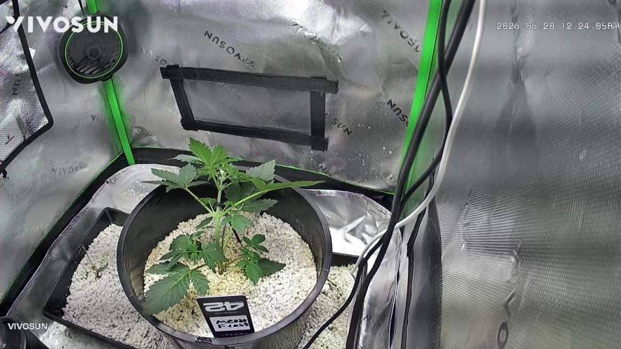 Mendo Frost Auto. Week 2