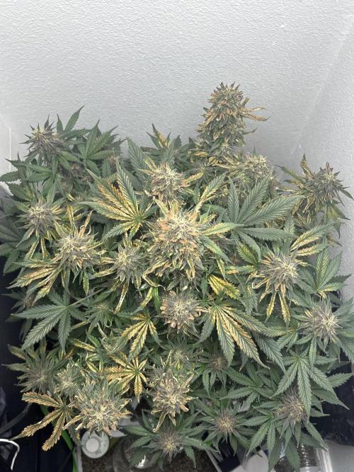 BlackBerry auto by FastBuds.. Week 8