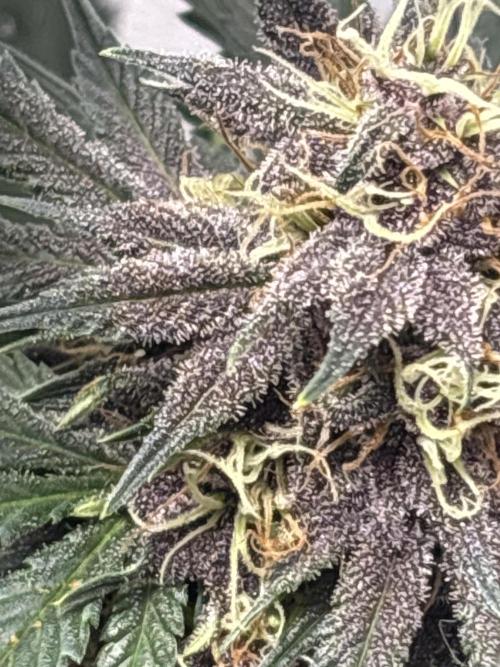 BlackBerry auto by FastBuds.. Week 8
