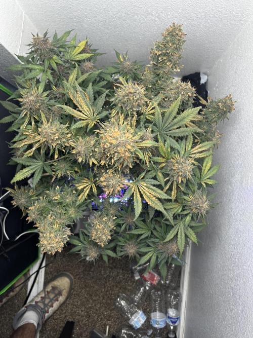 BlackBerry auto by FastBuds.. Week 9
