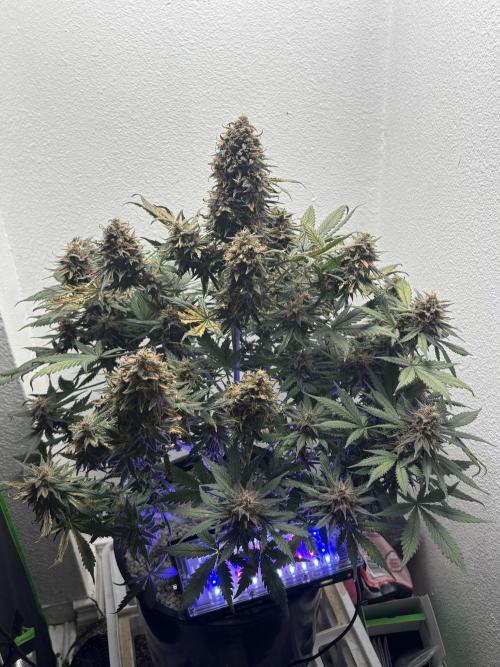 BlackBerry auto by FastBuds.. Week 9
