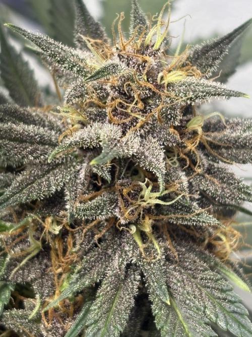 BlackBerry auto by FastBuds.. Week 9