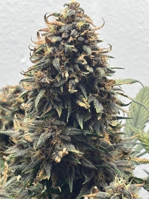 BlackBerry auto by FastBuds.. Week 9