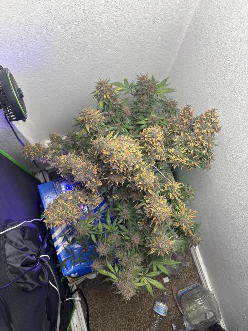 BlackBerry auto by FastBuds.. Week 10