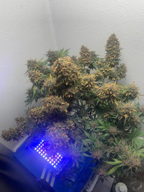 BlackBerry auto by FastBuds.. Week 9