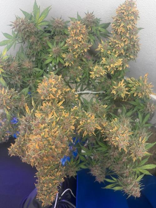 BlackBerry auto by FastBuds.. Week 9