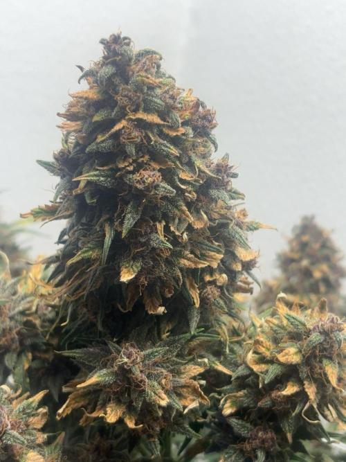 BlackBerry auto by FastBuds.. Week 9