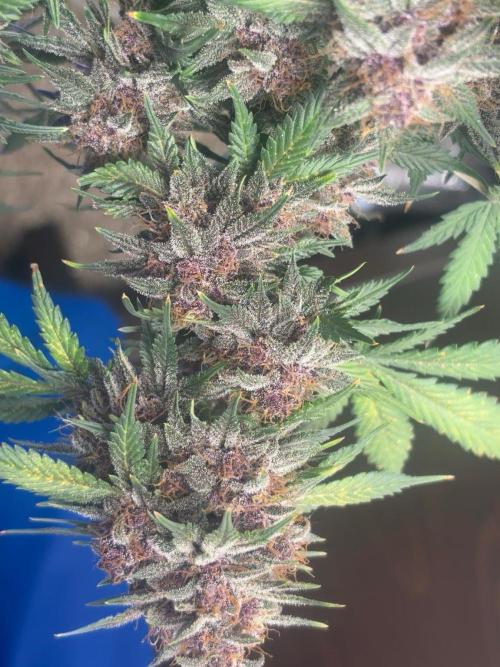 BlackBerry auto by FastBuds.. Week 9
