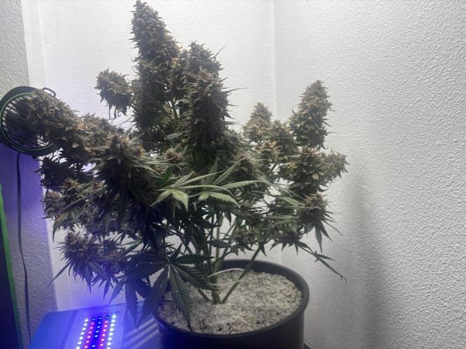 BlackBerry auto by FastBuds.. Week 9