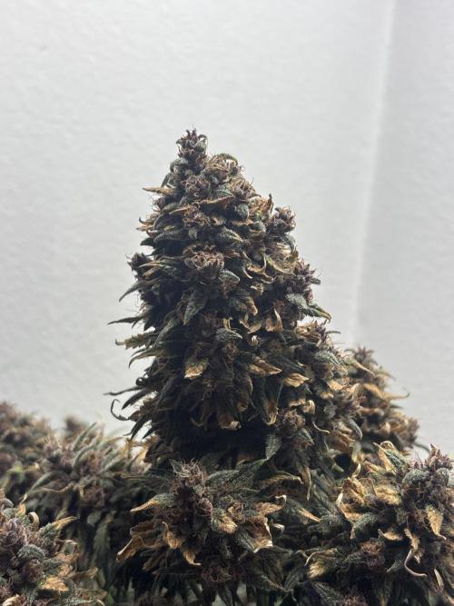 BlackBerry auto by FastBuds.. Week 10