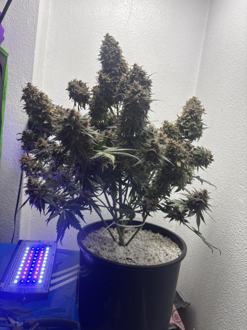 BlackBerry auto by FastBuds.. Week 10