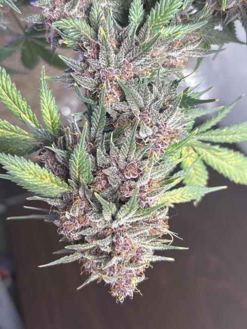 BlackBerry auto by FastBuds.. Week 10
