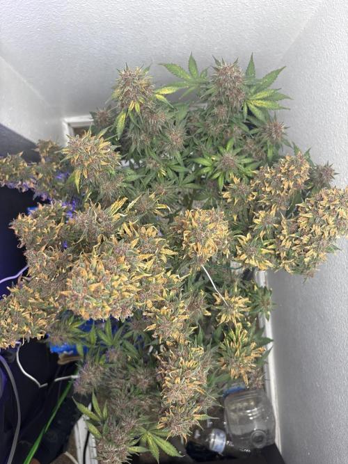 BlackBerry auto by FastBuds.. Week 10