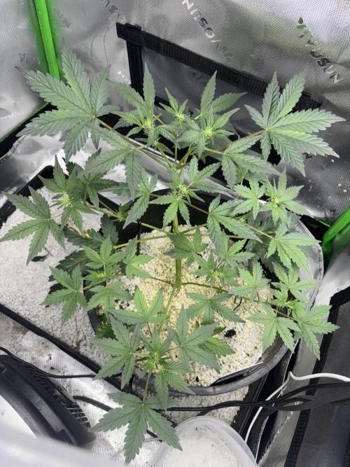 Mendo frost by Fast Buds. Week 4