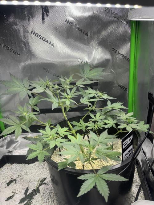 Mendo frost by Fast Buds. Week 4