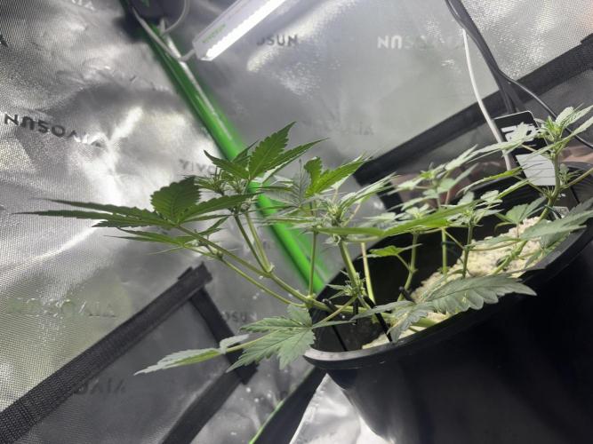 Mendo frost by Fast Buds. Week 4