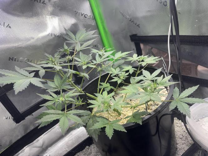 Mendo frost by Fast Buds. Week 4