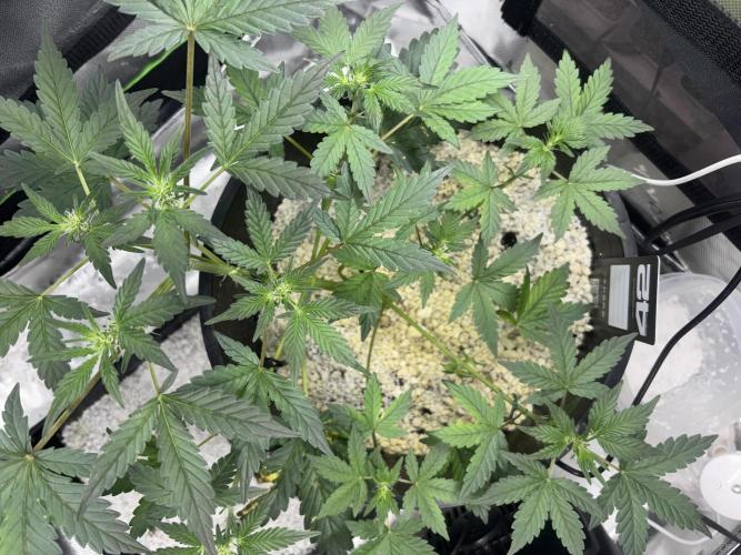 Mendo Frost Auto. Week 4