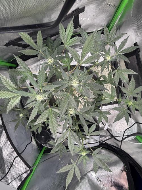 Mendo frost by Fast Buds. Week 5