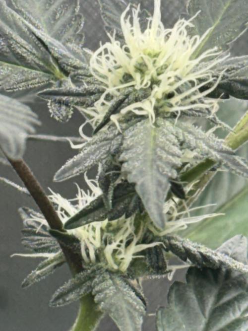 Mendo frost by Fast Buds. Week 5