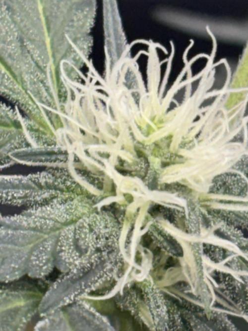 Mendo Frost Auto. Week 5