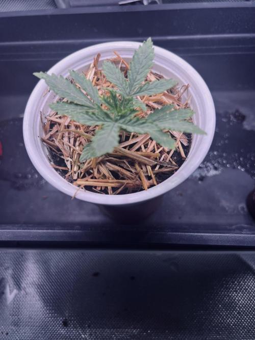 Blue Gelato 41. Week 0