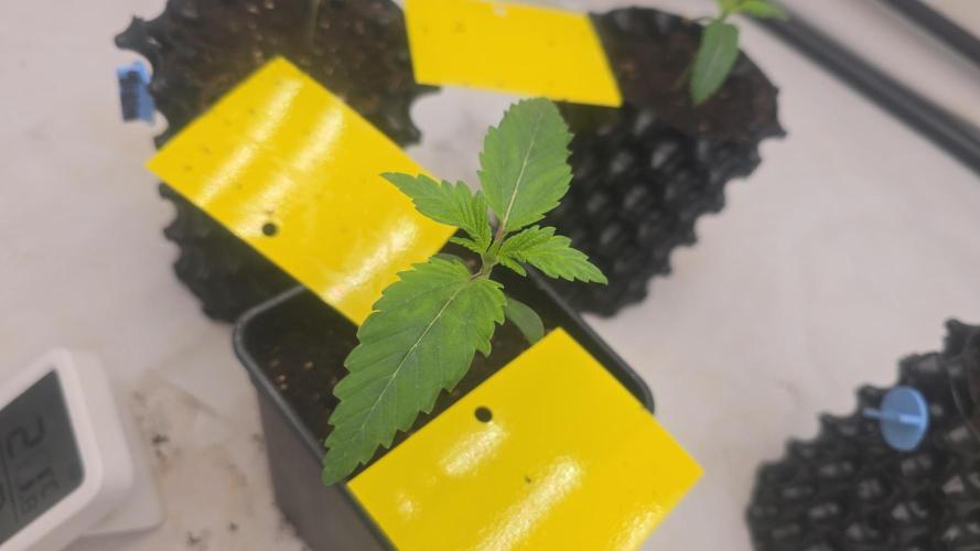 FruitySummer. Week 1