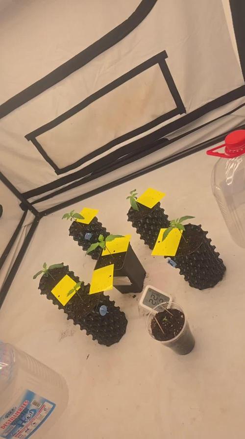 FruitySummer