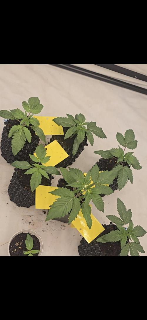 FruitySummer. Week 2 - Die mittlere Papaya Frosting xBlue dream eigenkreation sieht so viel stärker aus