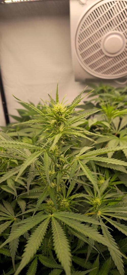 FruitySummer. Week 8