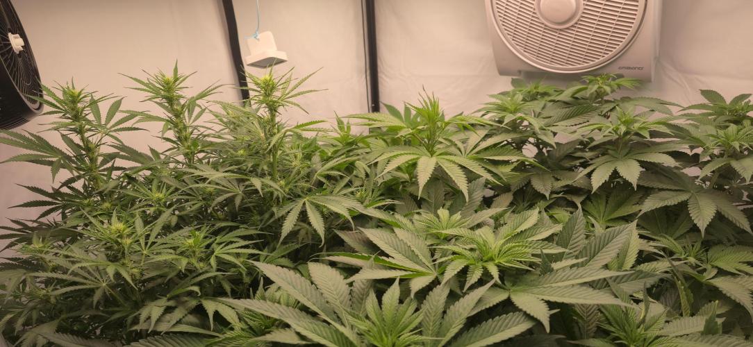 FruitySummer. Week 8