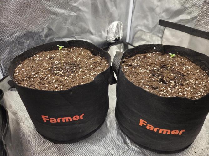69's Purple Banana Punch. Week 1 - I love the daily opening and seeing the progress every 24hrs😆 Doing well atm