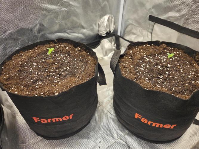 69's Purple Banana Punch. Week 1 - The leaves are growing fantasticly. 1l might have been too much though... 😅🤞🍀